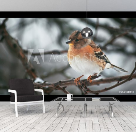 Picture of Gray-red finch reel on winter background Close-up Unrecognizable place Selective focus